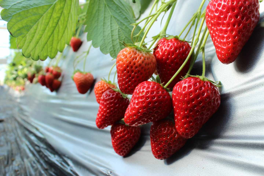 津久井滨观光农场