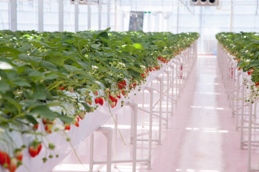 横浜草莓公园（YOKOHAMA STRAWBERRY PARK）