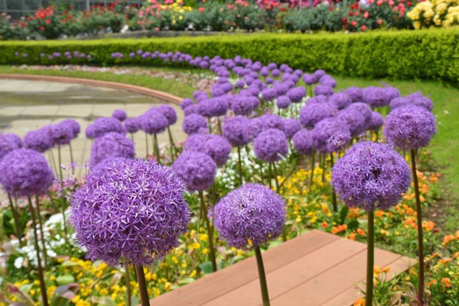 小田原FLOWER GARDEN