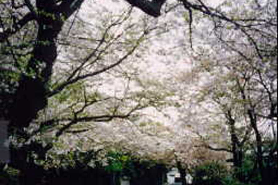 镰仓山樱花街道