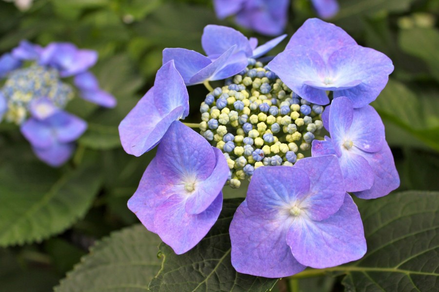 “大清水境川紫阳花公路”