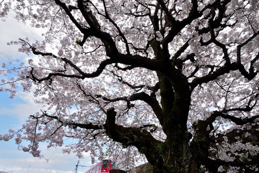 Daikyu-ji Temple