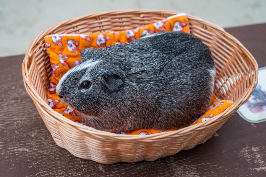 อุทยานธรรมชาติสำหรับเด็ก (สวนโออิเกะ)