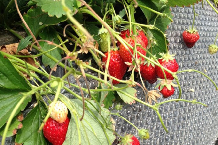 嘉山农场 体验草莓采摘