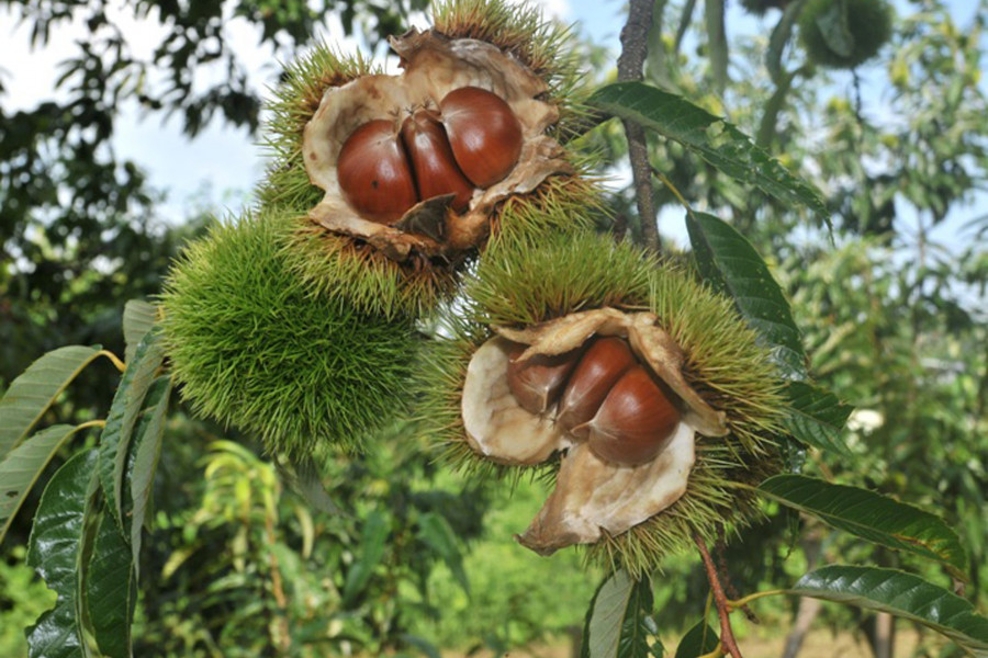 藤野园艺乐园（采摘体验）