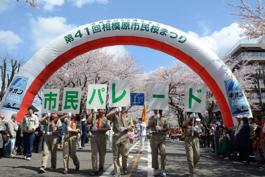 相模原市民樱花祭