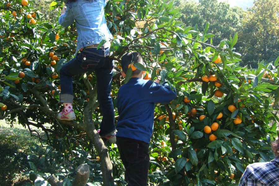 大矶果树园柑橘采摘