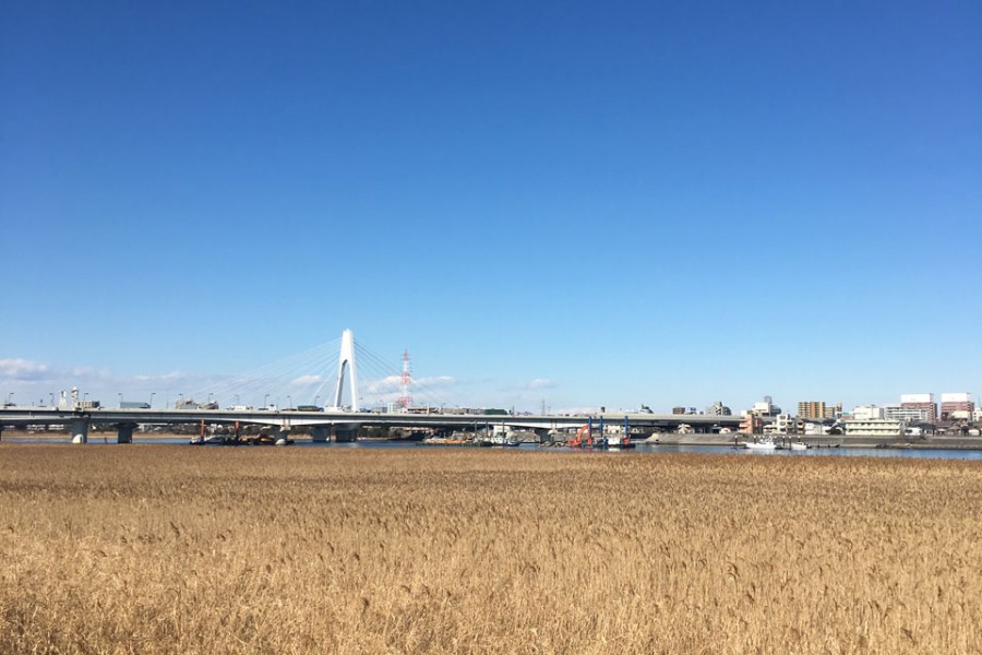 河口干潟・堤防樱