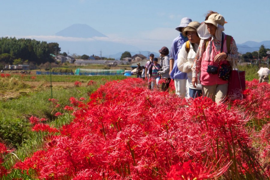 小出川彼岸花祭