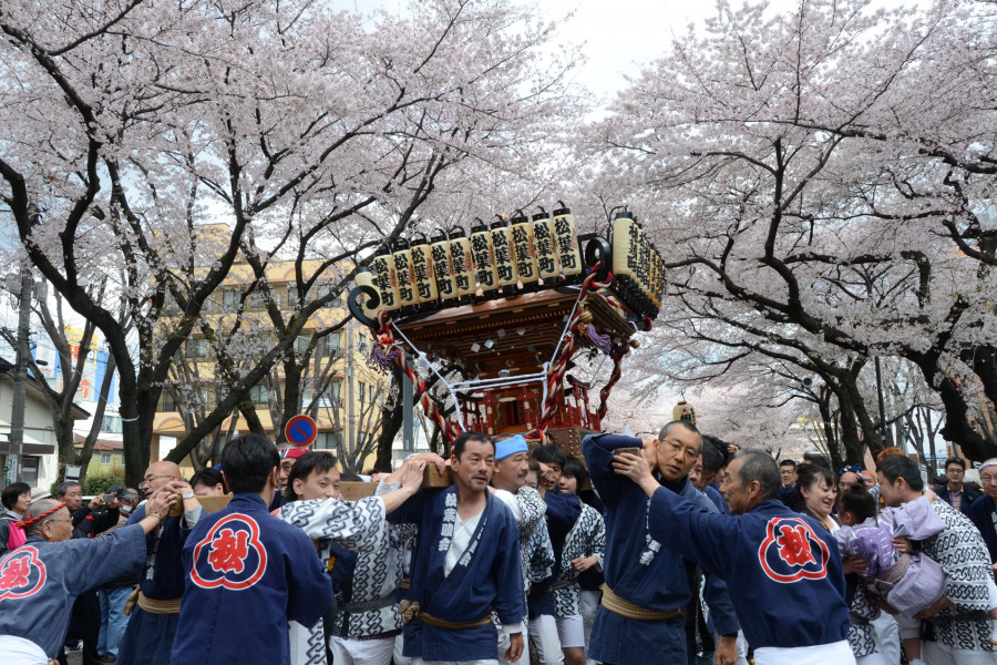 相模原市民樱花祭