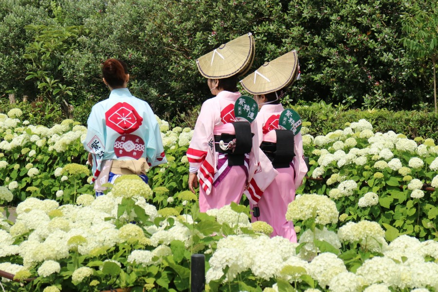 开成町紫阳花祭