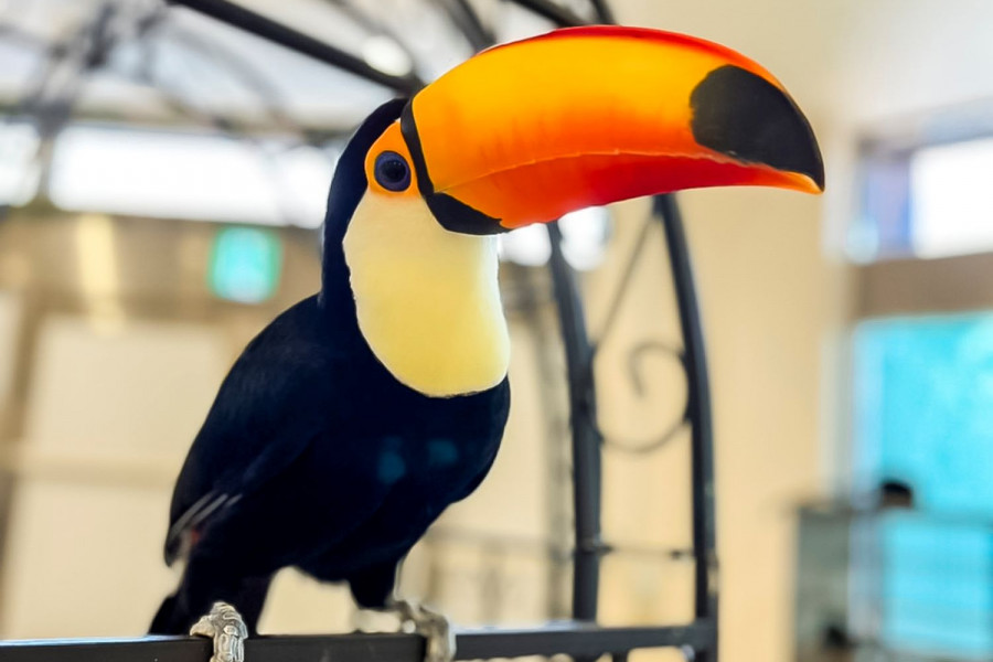 Animal Touch Minatomirai