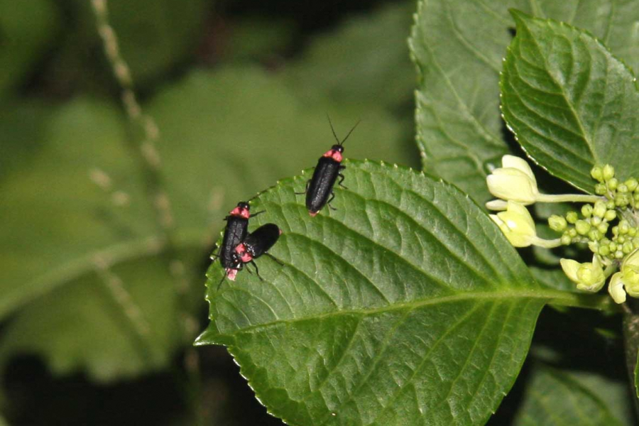 สวนโฮตารุ ยุโมะโทะ โฮตารุ