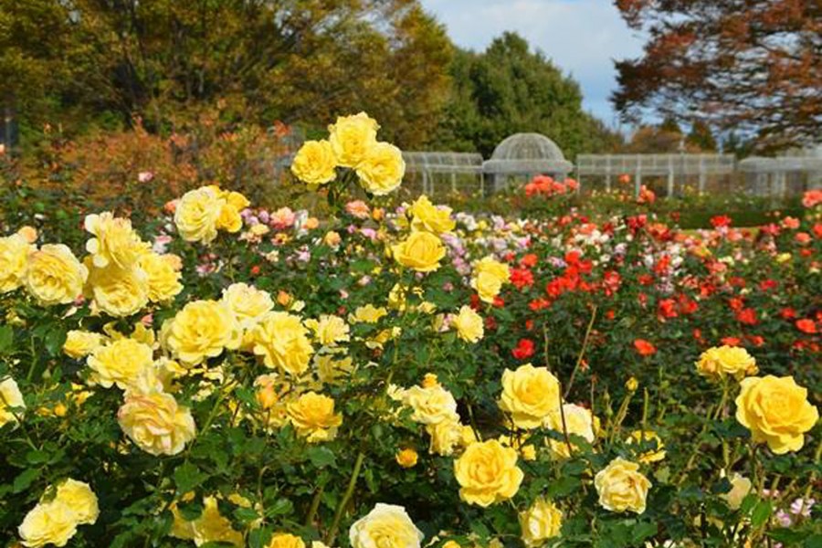 小田原FLOWER GARDEN