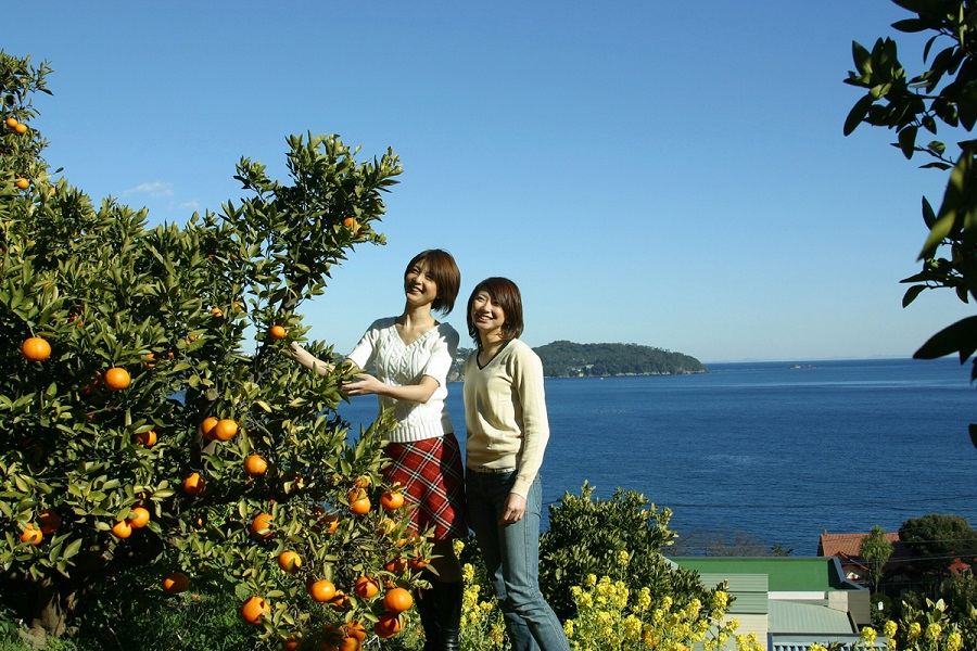 汤河原采摘柑橘