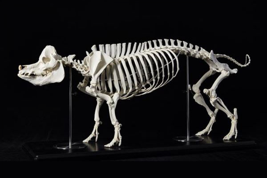 니혼 대학교 생물 자원 과학부 박물관(뼈의 박물관)