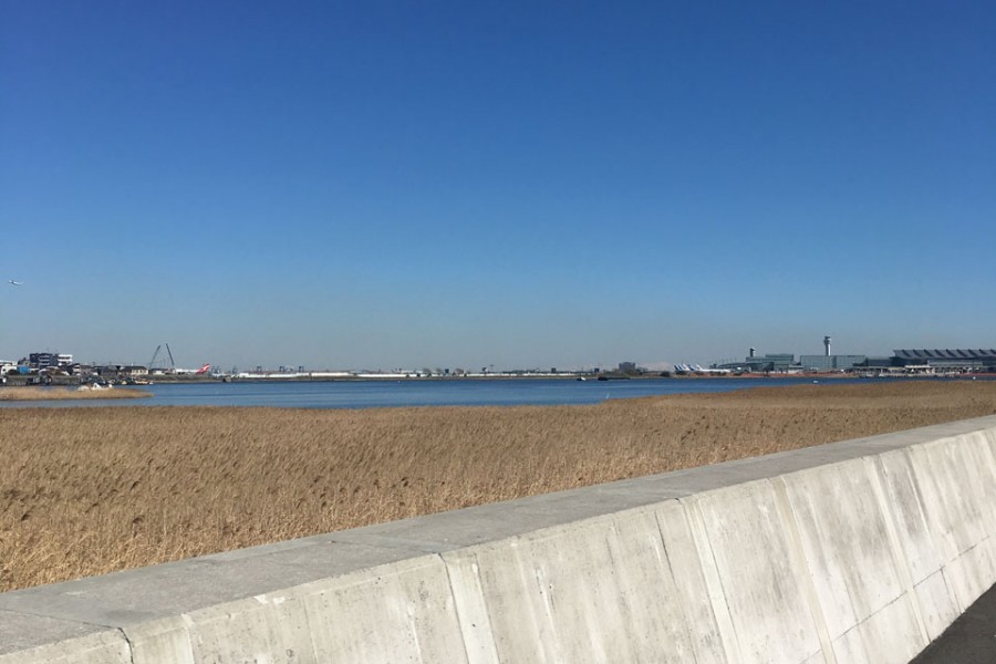 河口干潟・堤防樱