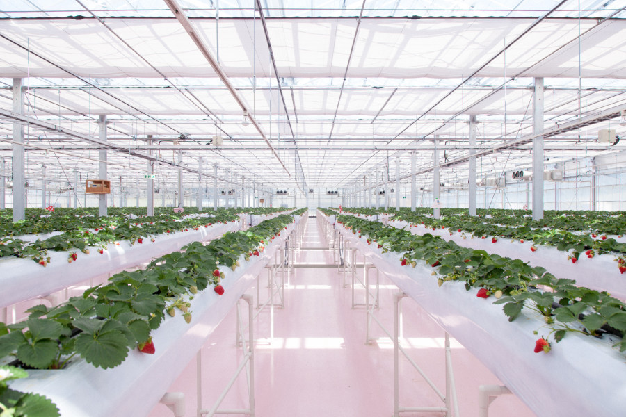 横浜草莓公园（YOKOHAMA STRAWBERRY PARK）