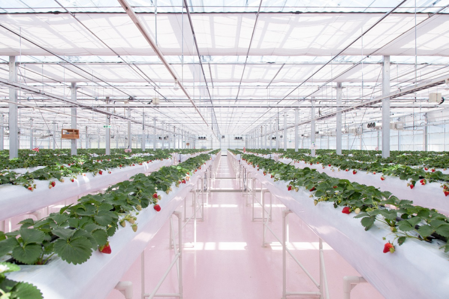 横浜草莓公园（YOKOHAMA STRAWBERRY PARK）