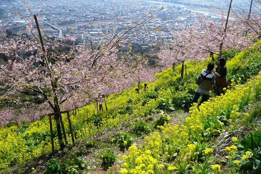 柑橘采摘 松田山柑橘之乡 内藤园与AGRI PARK嵯峨山苑（苑内花游记）
