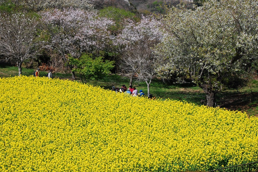 大楠山远足路线