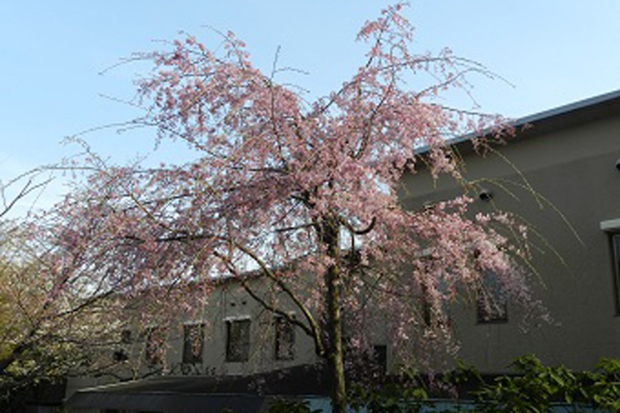 長倉美肌櫻（上鄉森之家）