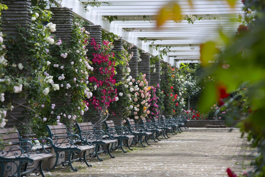 生田绿地玫瑰苑