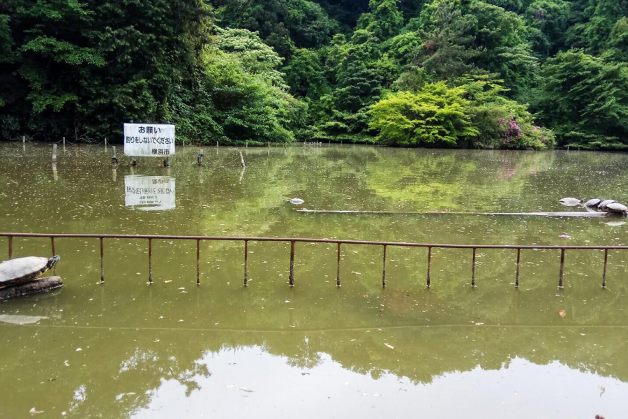 후도이케연못