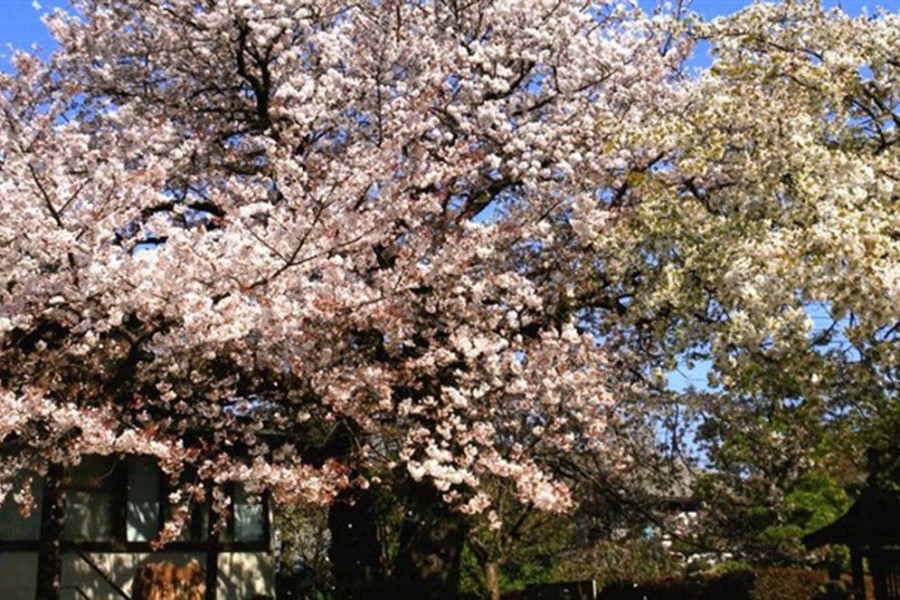安乐寺（体验抄写佛经）
