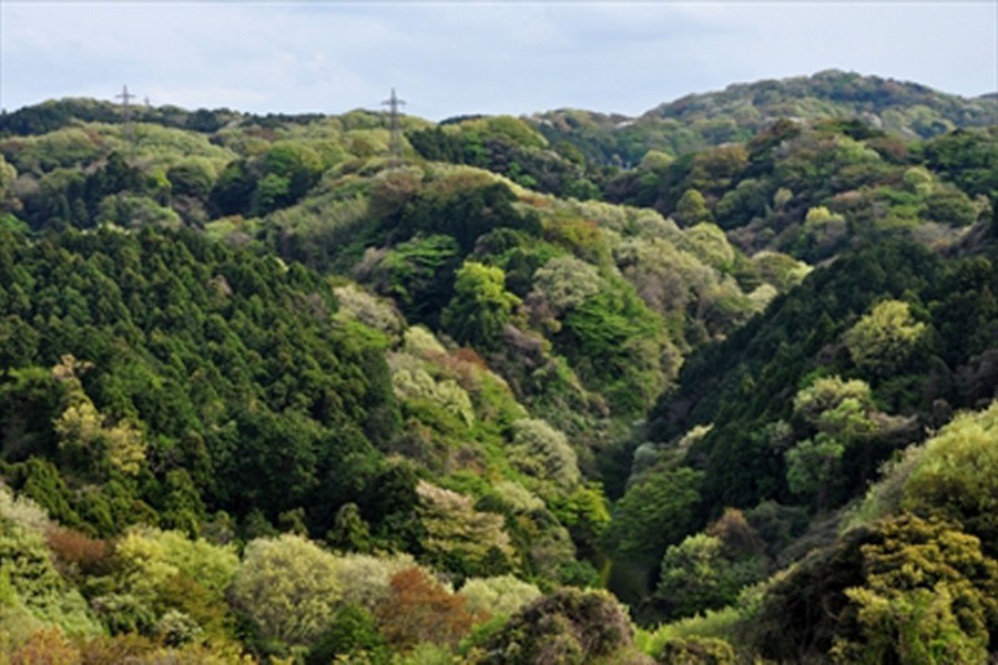 濑上巿民之森/大丸广场