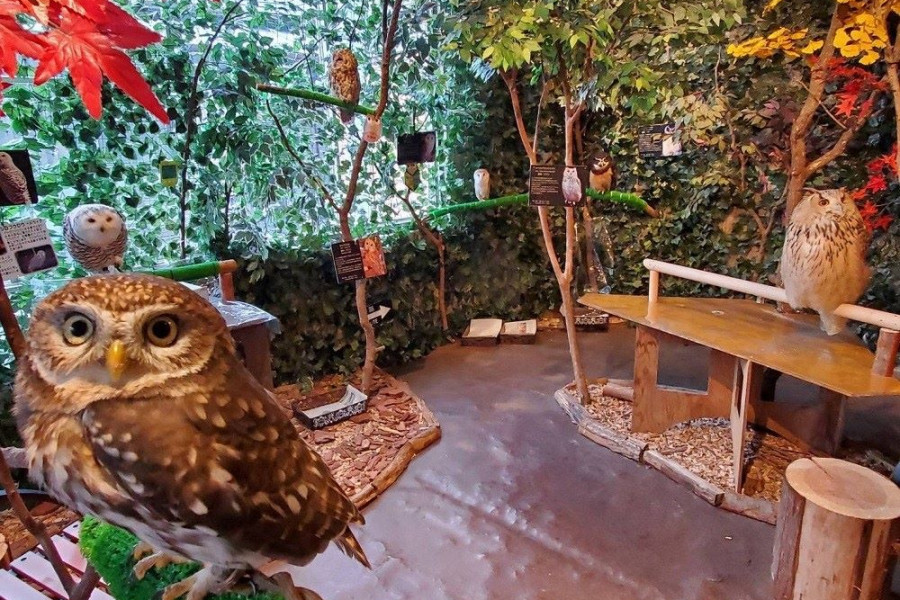 鎌仓乃猫头鹰森林