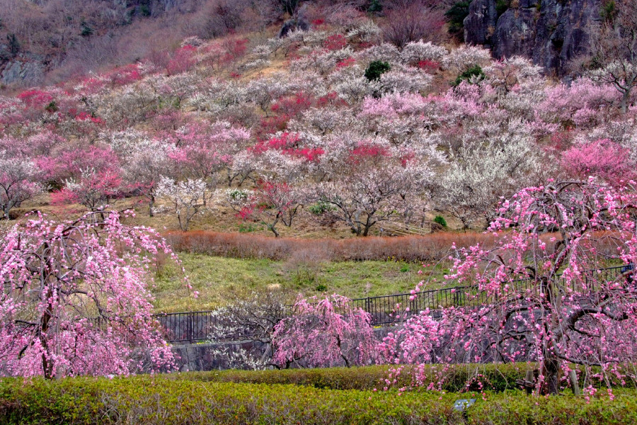 汤河原梅林「梅之宴」