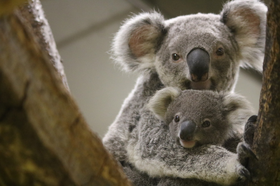 横滨巿立金泽动物园