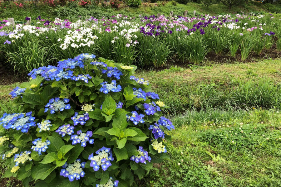 Seseragi 之乡花菖蒲园/水边广场