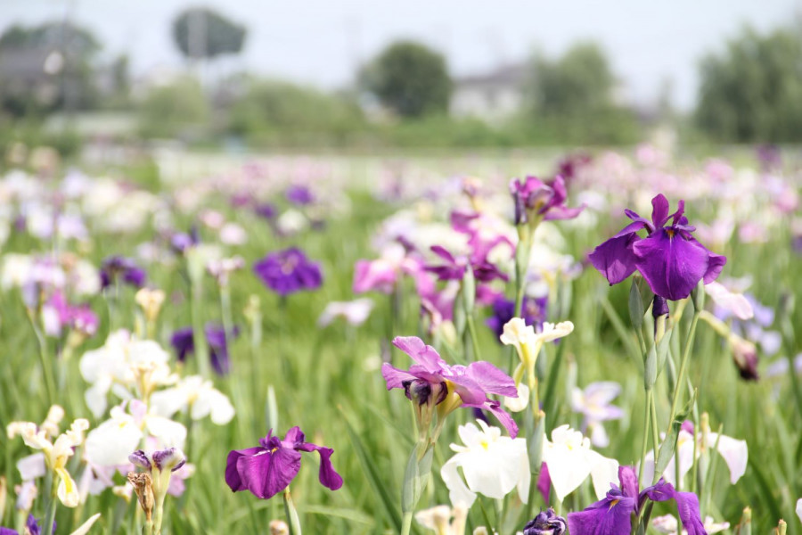 Seseragi 之乡花菖蒲园/水边广场