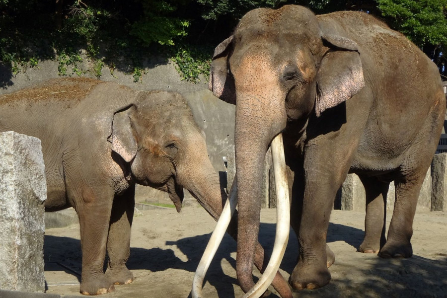横滨巿立金泽动物园