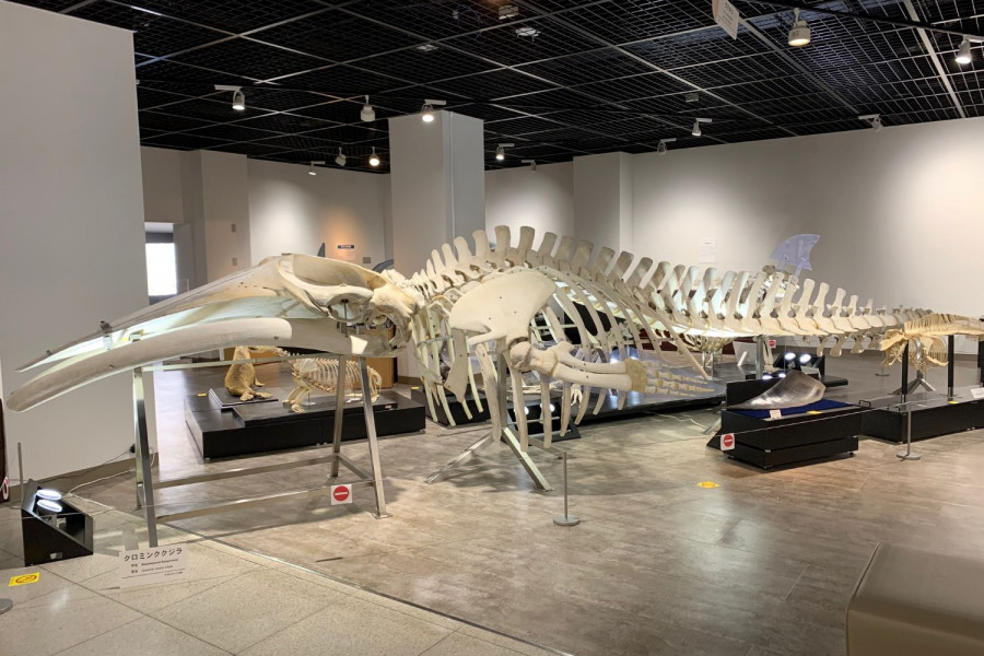니혼 대학교 생물 자원 과학부 박물관(뼈의 박물관)