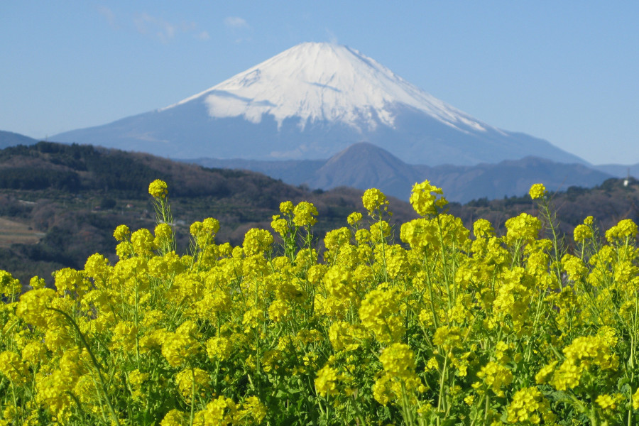 Nino屋（位于湘南二宫町观光协会内，当地土产、纪念品贩售店）