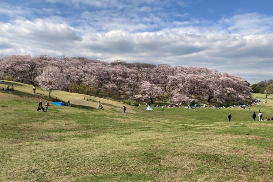横滨的樱花和温泉放松日