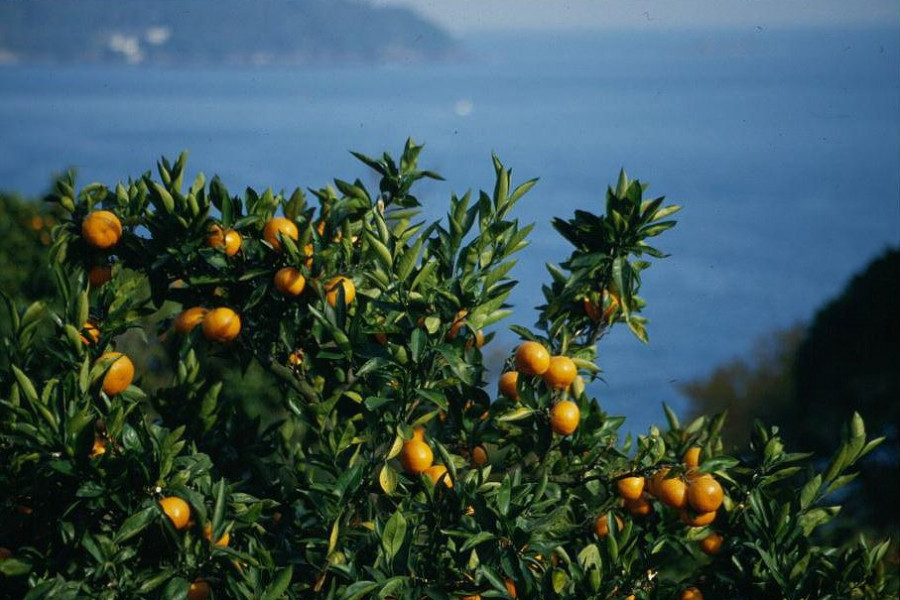 汤河原采摘柑橘