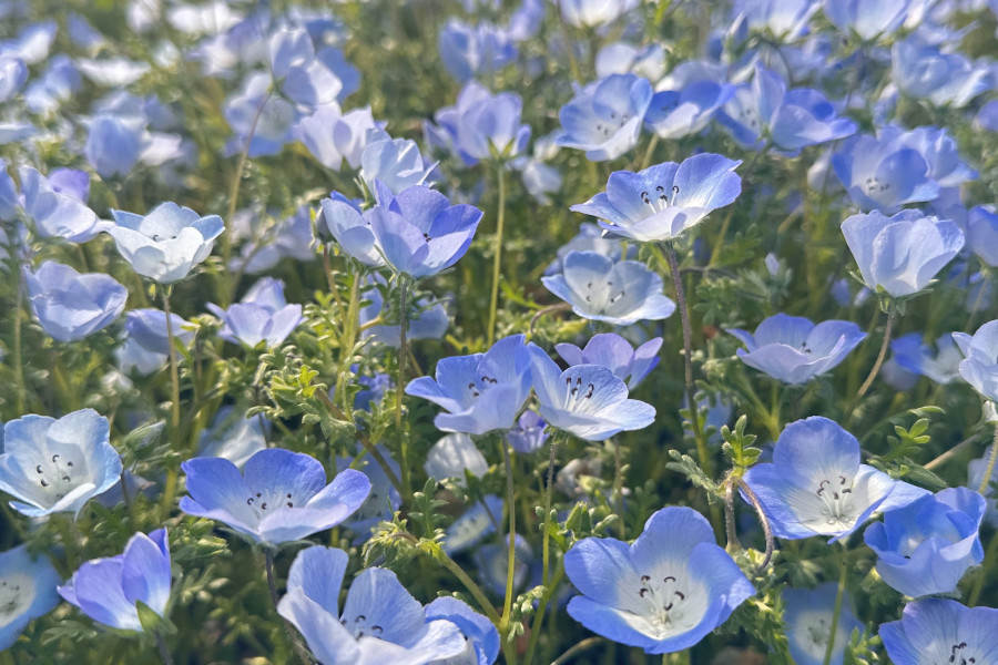 横须贺久里滨花之国