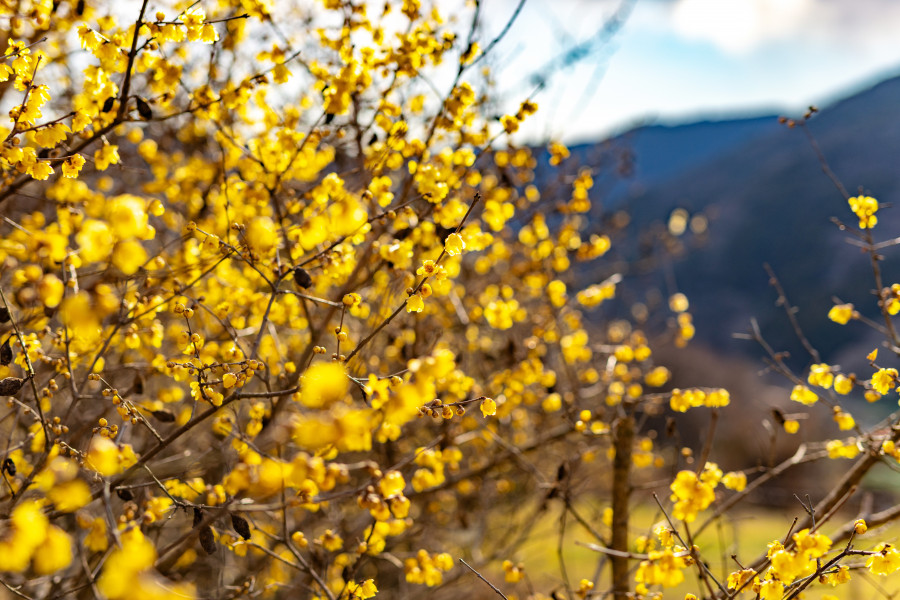 寄蜡梅园（寄蜡梅祭）