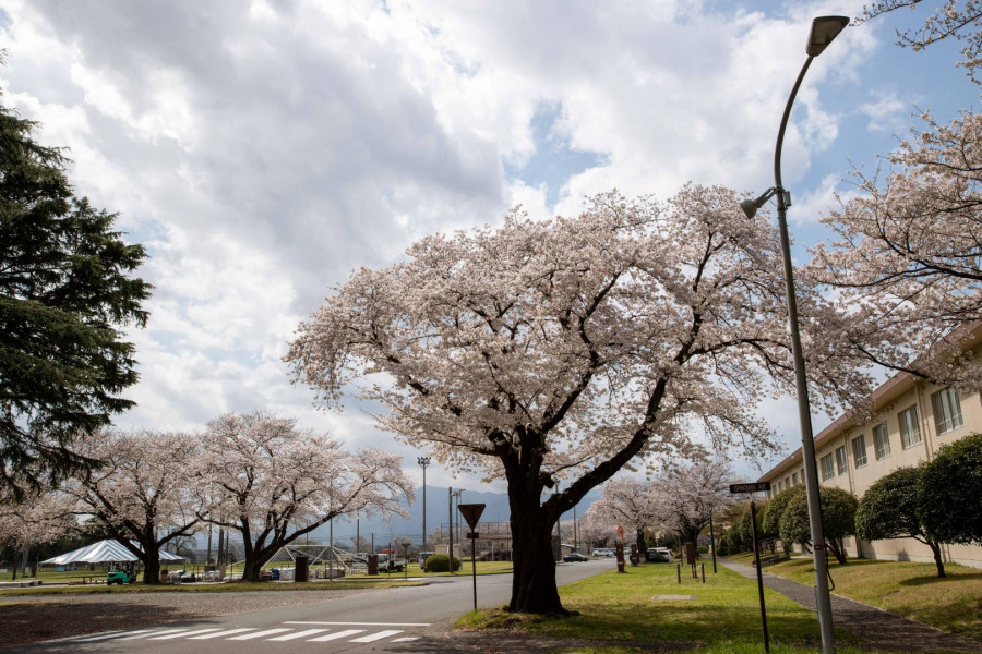 美日亲善樱花祭