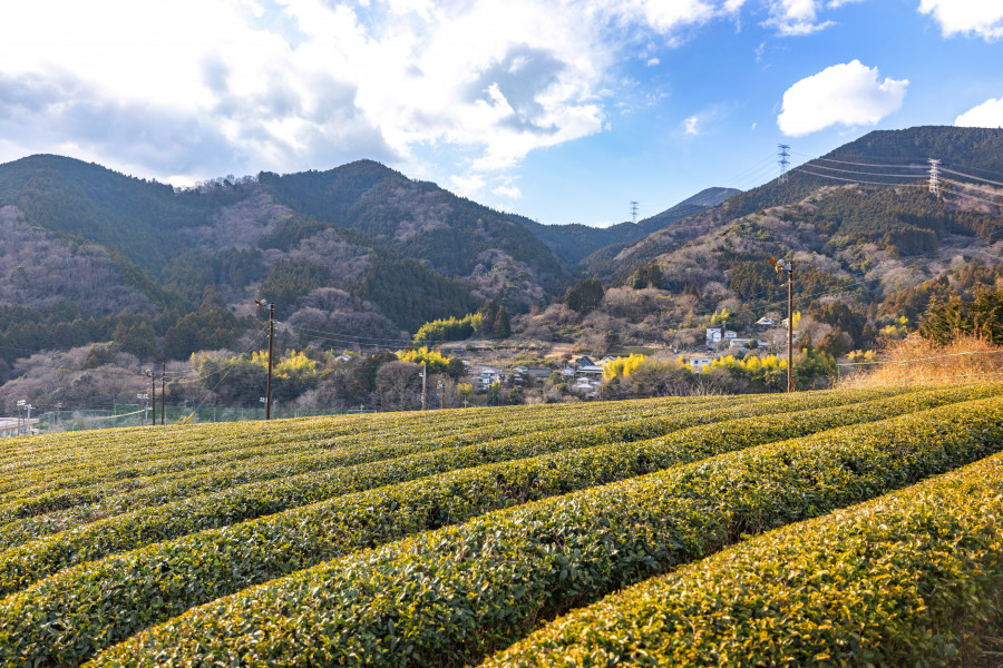 寄蜡梅园（寄蜡梅祭）