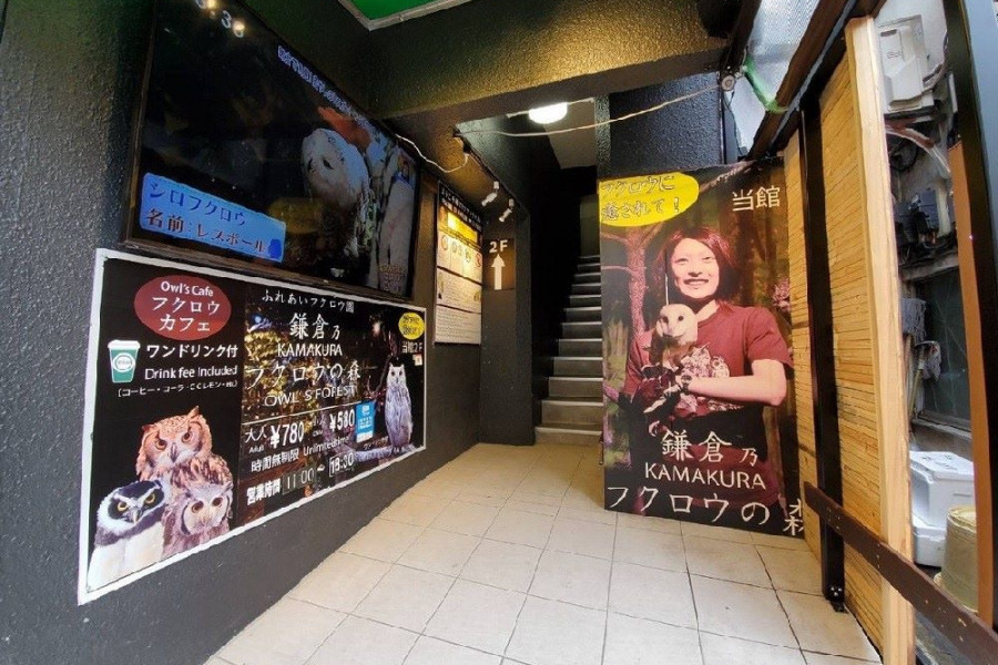 鎌仓乃猫头鹰森林