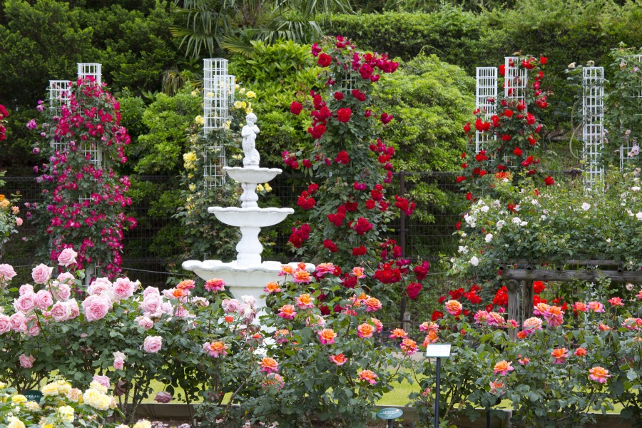 生田绿地玫瑰苑