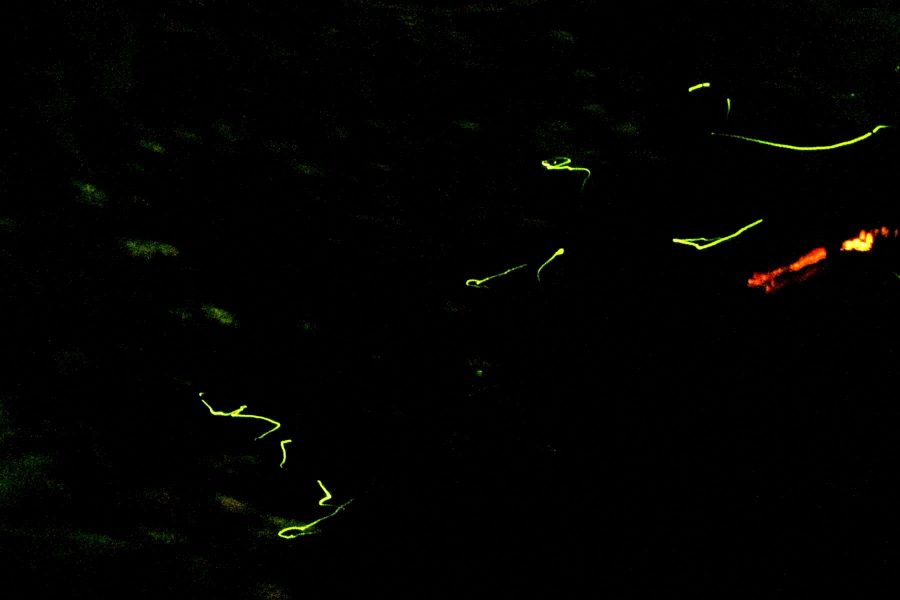 สวนโฮตารุ ยุโมะโทะ โฮตารุ