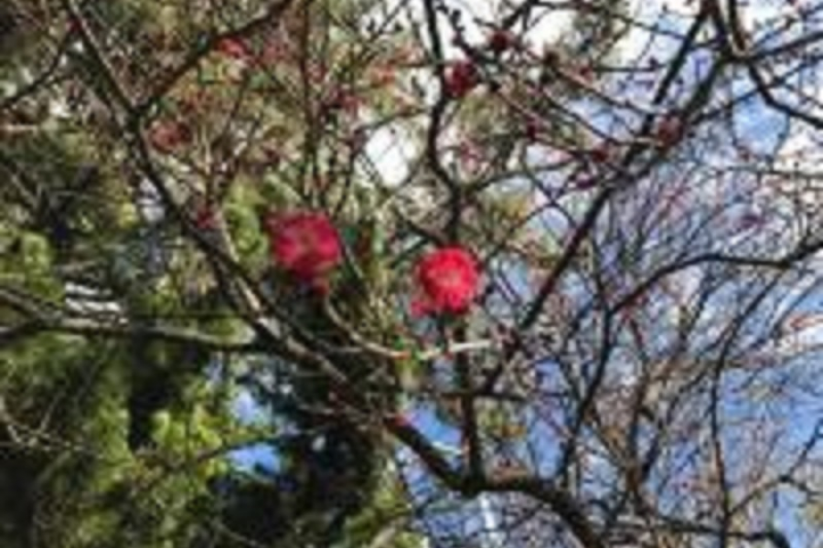 茅崎市茶室·书院 松籁庵