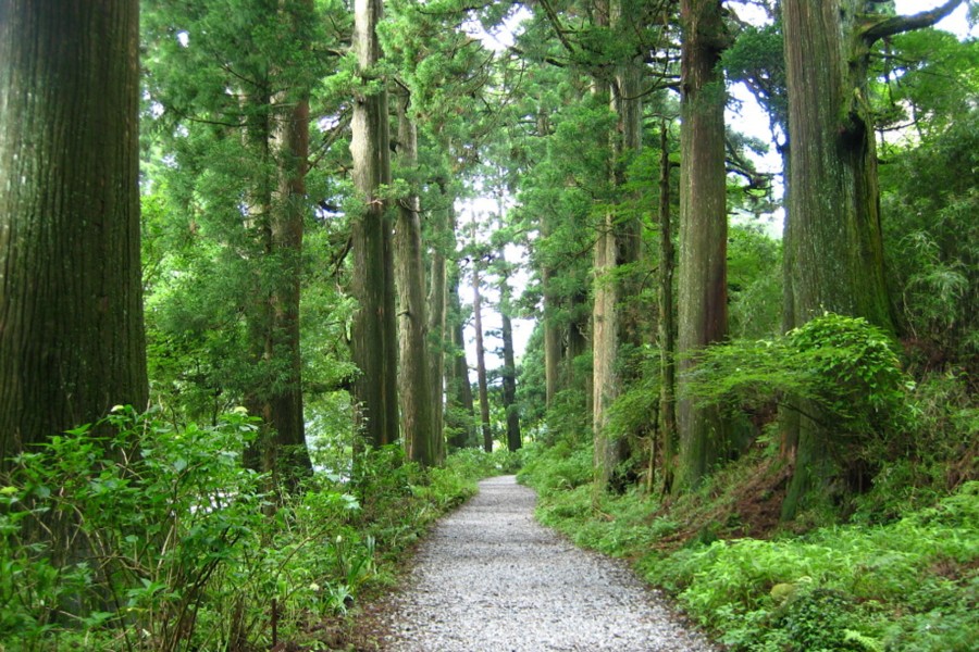 Xa lộ Hakone tuyết tùng cổ xưa