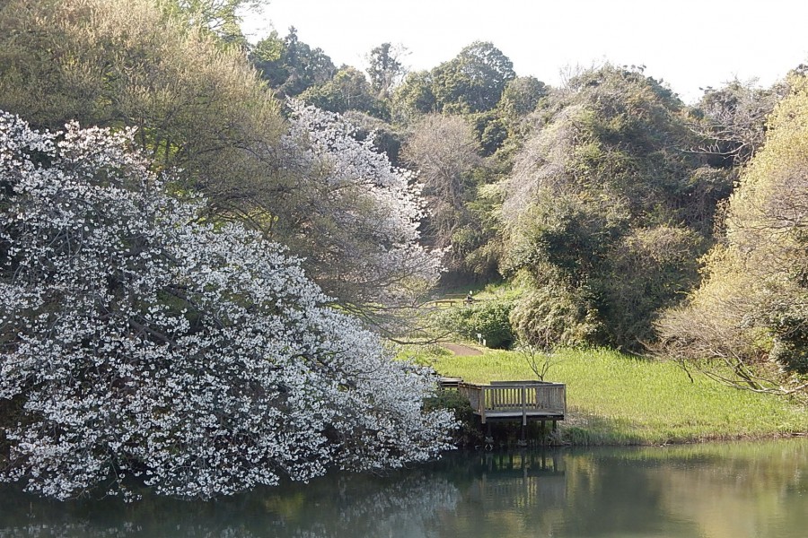 夫妇池公园野鸟观察活动